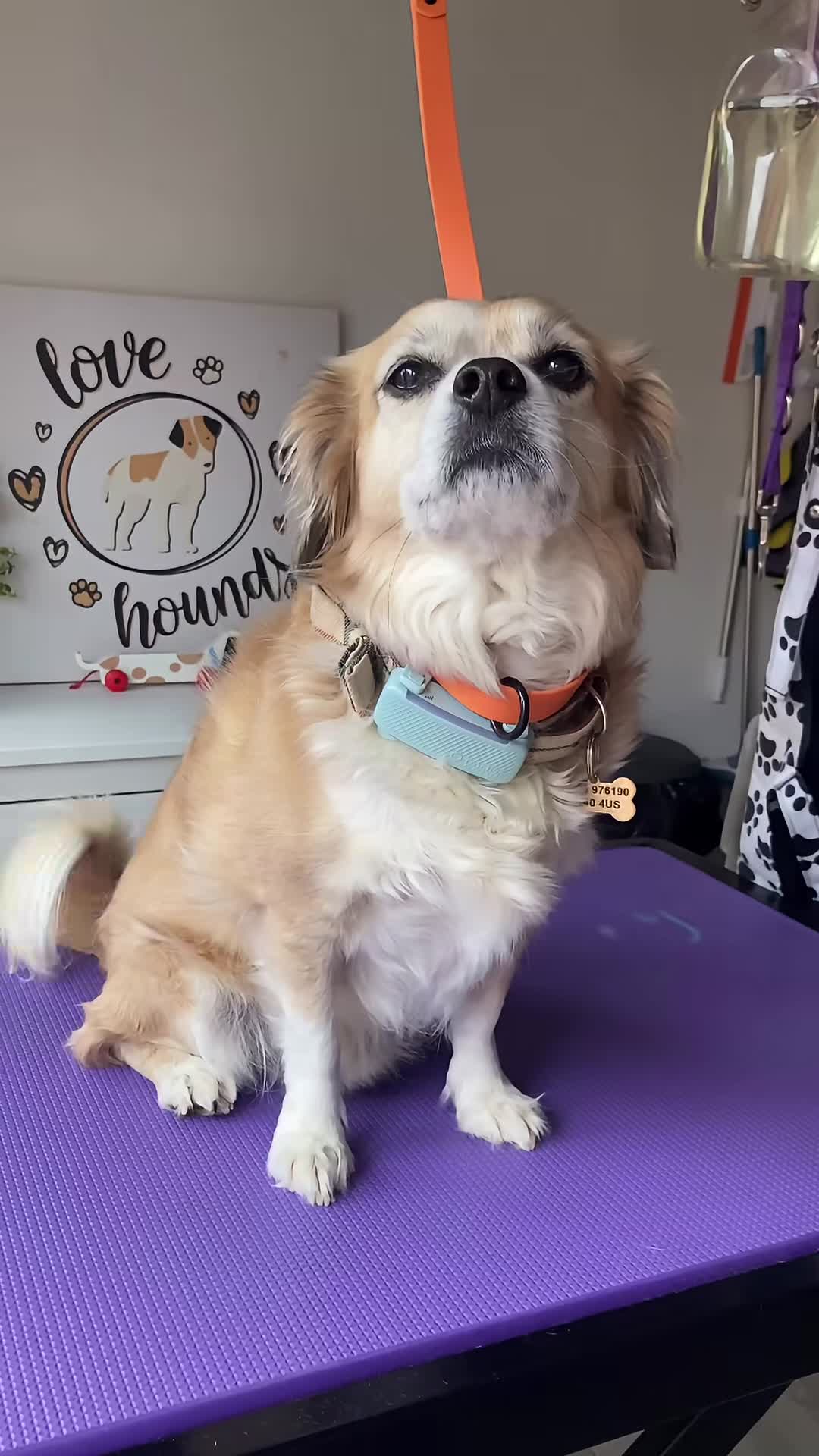 Love Hounds Dog Grooming