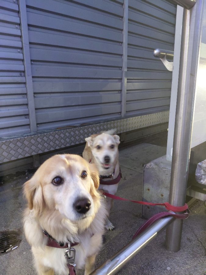Pets 2 Places Bedford