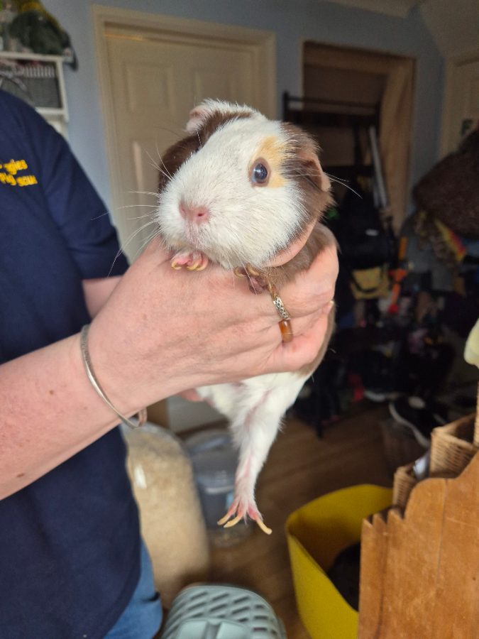 Pets 2 Places Bedford